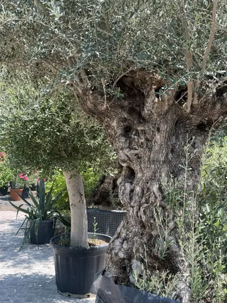 أشجار الزيتون