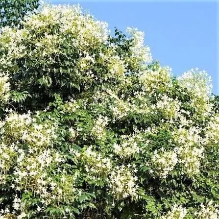 ميلينغتونيا (شجرة الياسمين)
