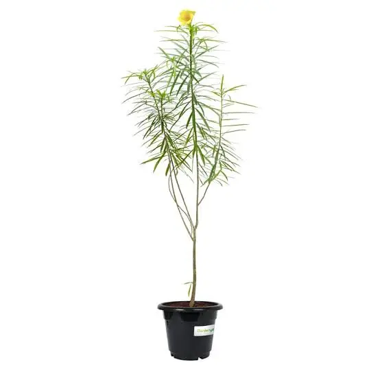 ثيفيتيا الصفراء Thevetia / Yellow Oleander