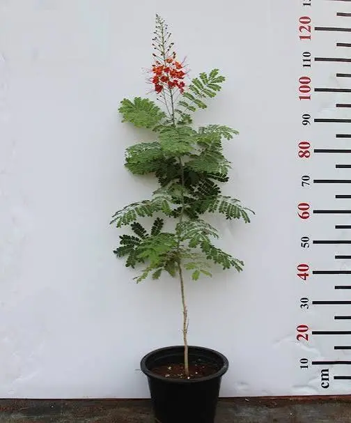 زهرة الطاووس (Caesalpinia pulcherrima)