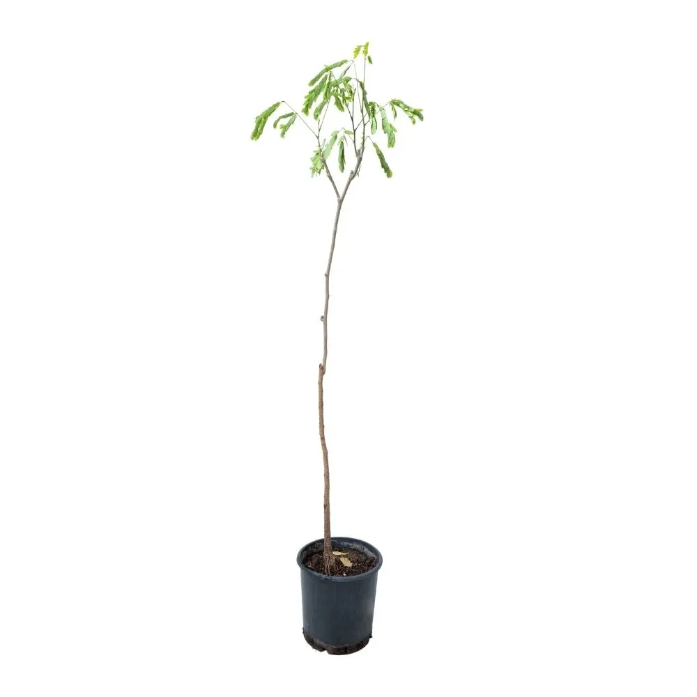 اللبخ (شجرة اللبخ)