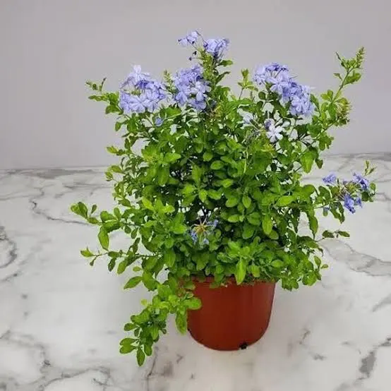 بلومباغو أزرق Plumbago auriculata