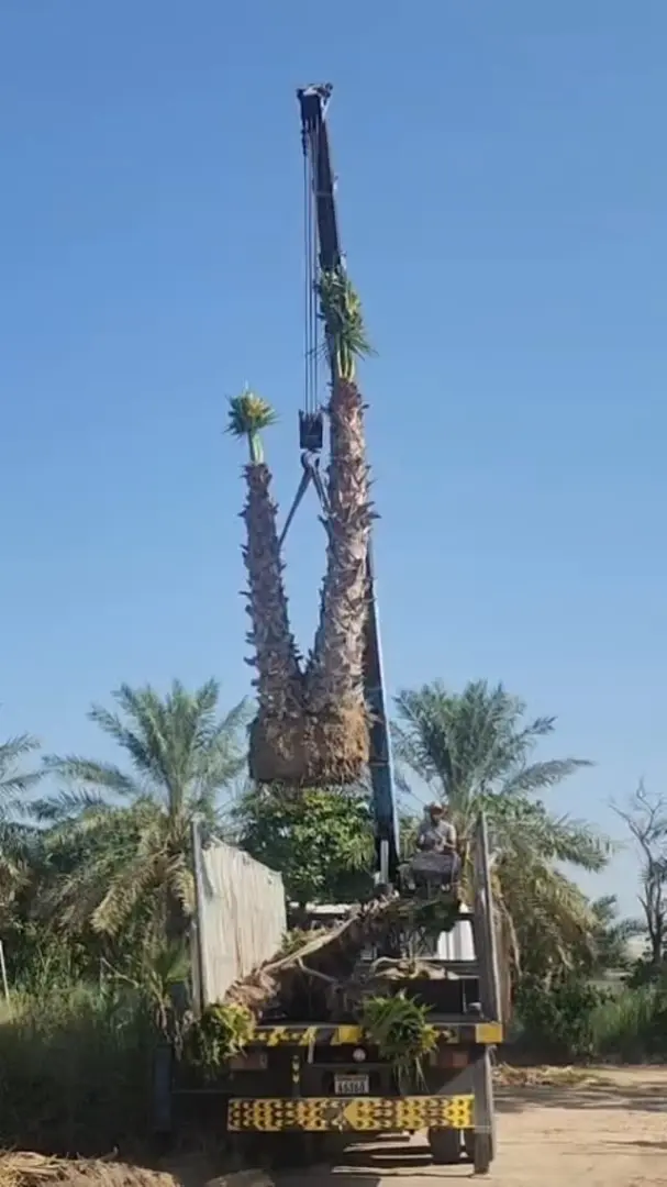 واشنطونيا ثنائية