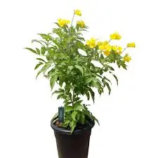 تيكوما صفراء  Yellow Bells