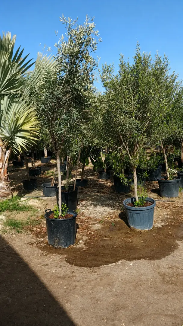 شجرة الزيتون الأوروبية (Olea europaea)
