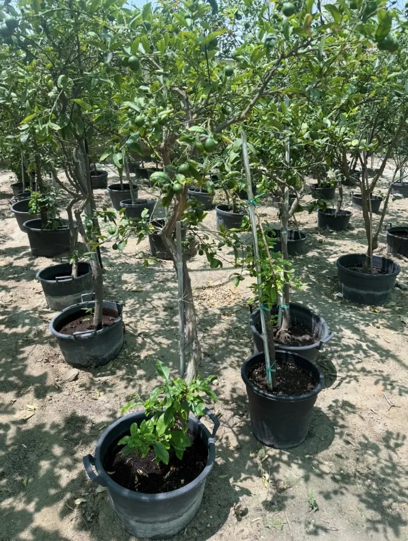ليمون عماني (Citrus aurantifolia)