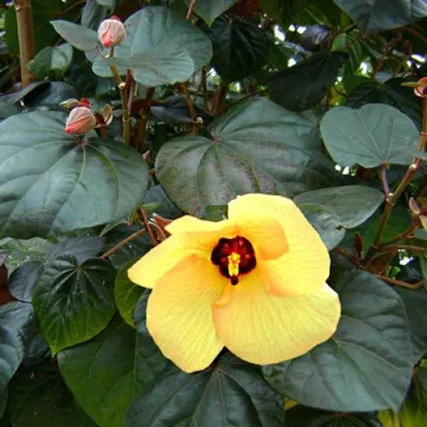 الهيبسكس البحري (Hibiscus tiliaceus)