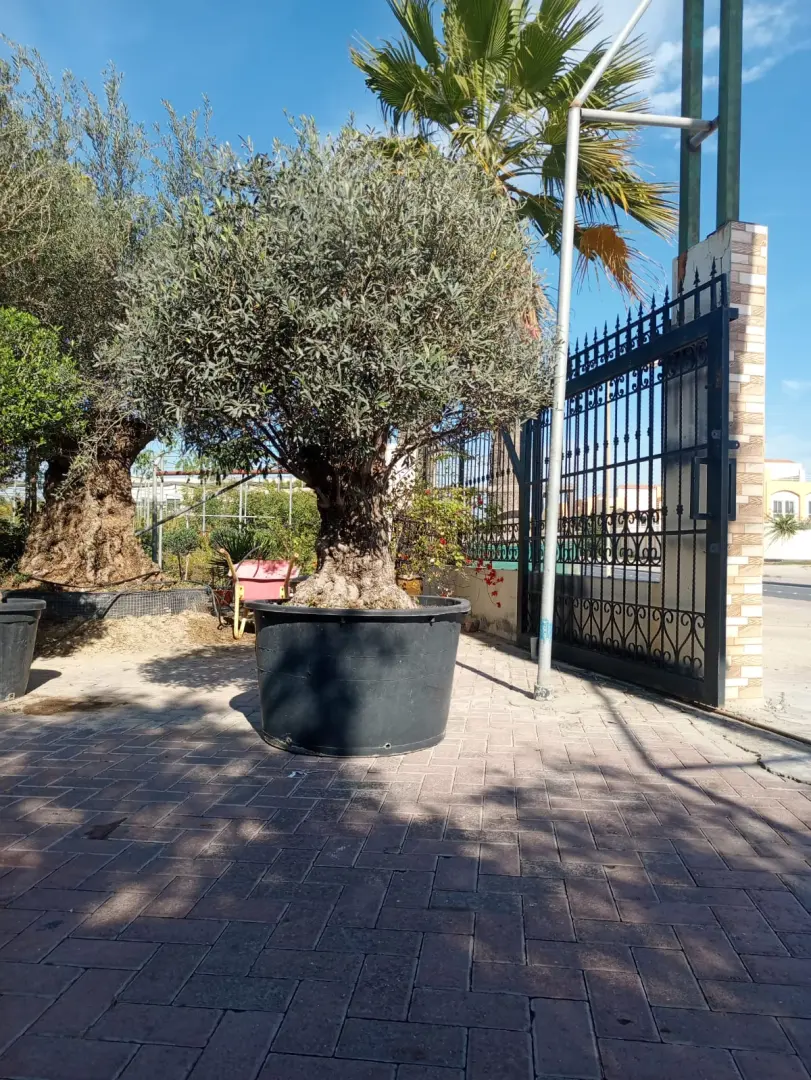 شجرة الزيتون الأوروبية القديمة (Olea europaea)