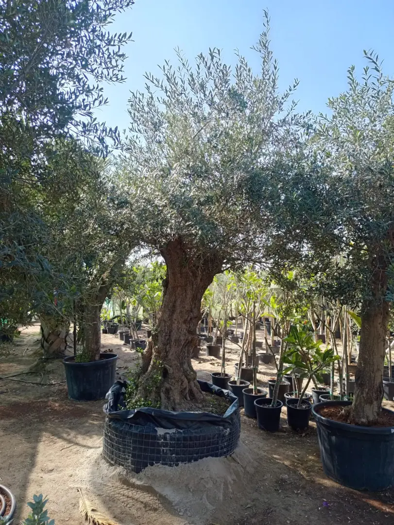 شجرة الزيتون الأوروبية القديمة (Olea europaea)