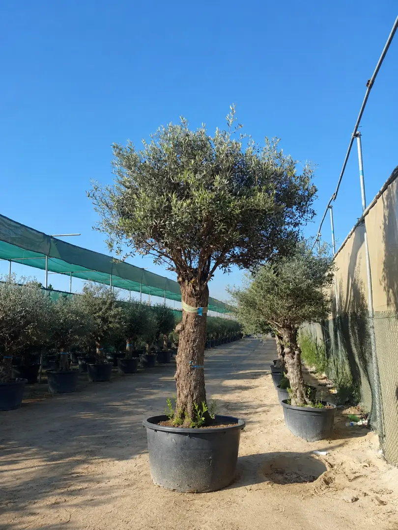 شجرة الزيتون الأوروبية العتيقة (Olea europaea)