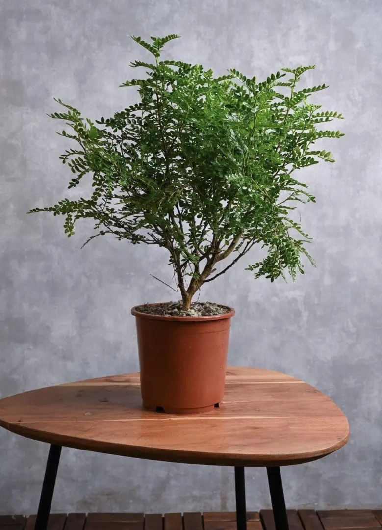 Zanthoxylum odorum Height: 50–70 cm