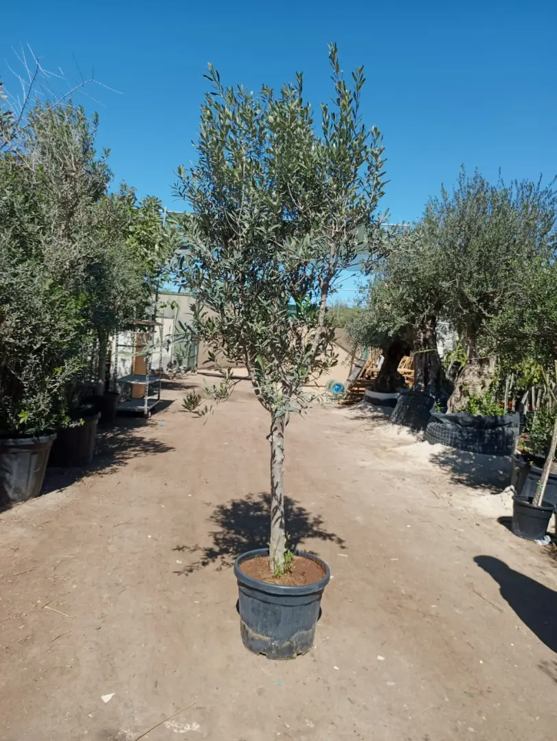 شجرة الزيتون الأوروبية الفاخرة (Olea europaea)