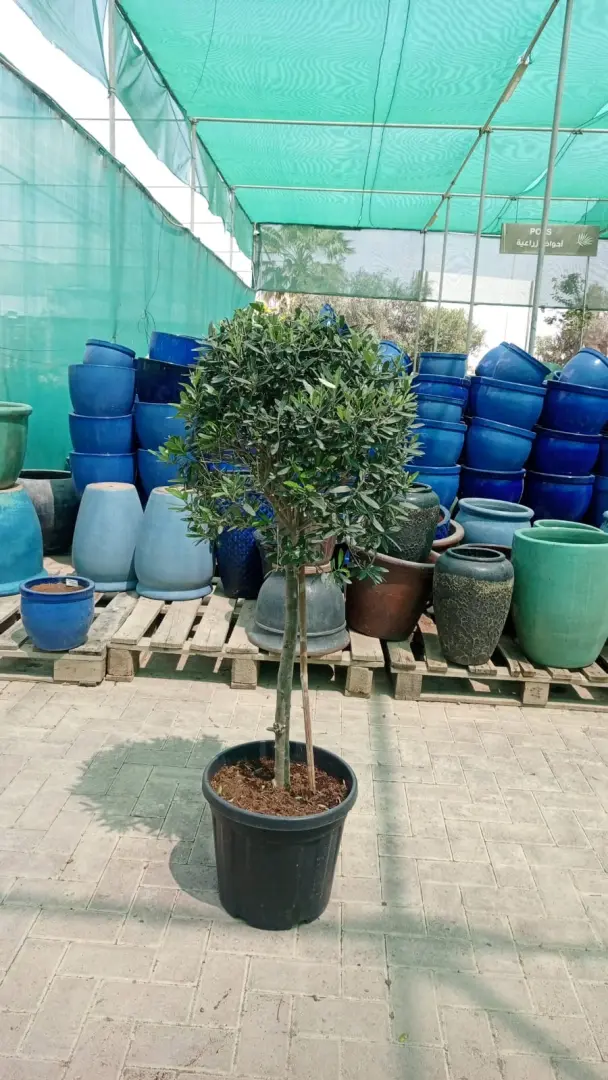 شجرة الزيتون الأوروبية (Olea europaea)