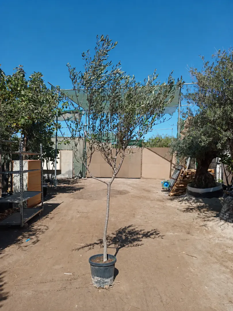 شجرة الزيتون الأوروبية (Olea europaea)
