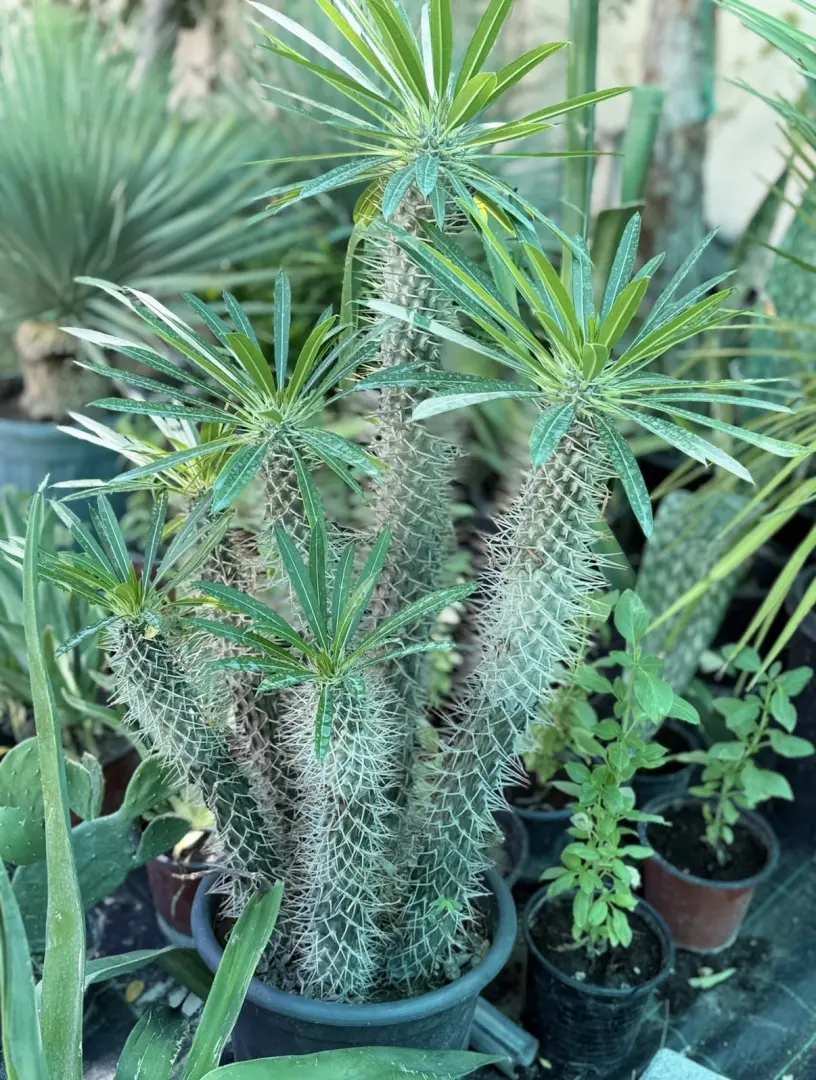 نخلة مدغشقر Pachypodium lamerei