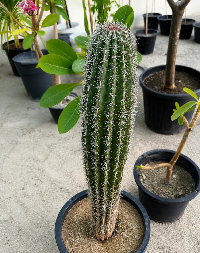 صبار Saguaro Cactus