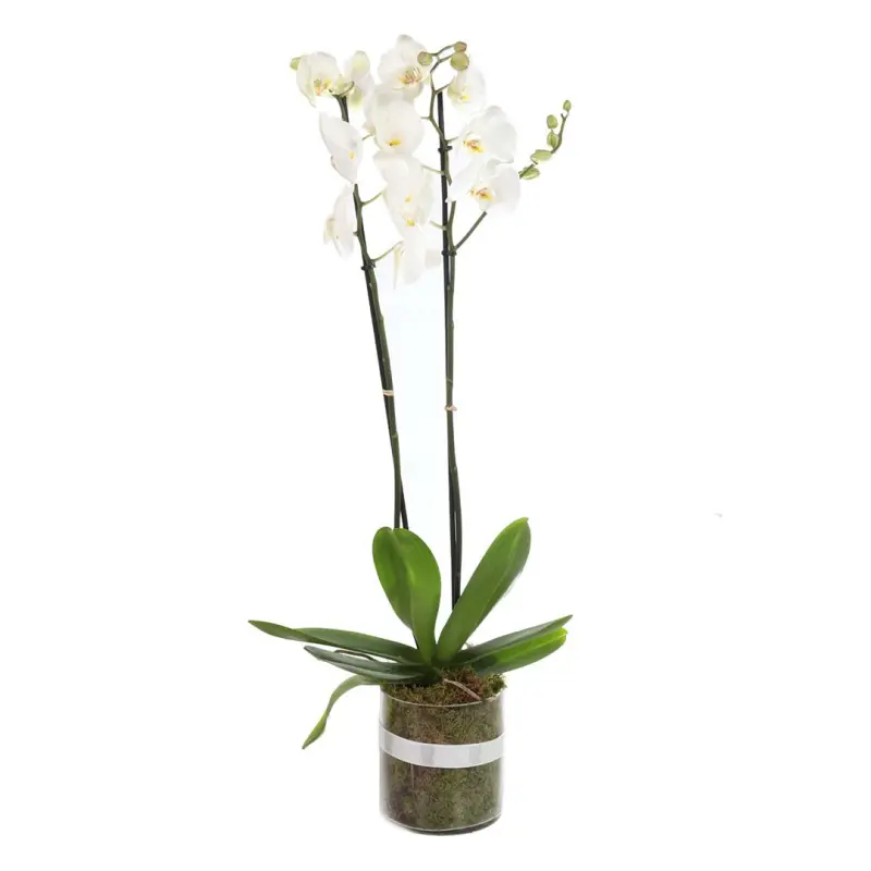 Orchid Plant - White