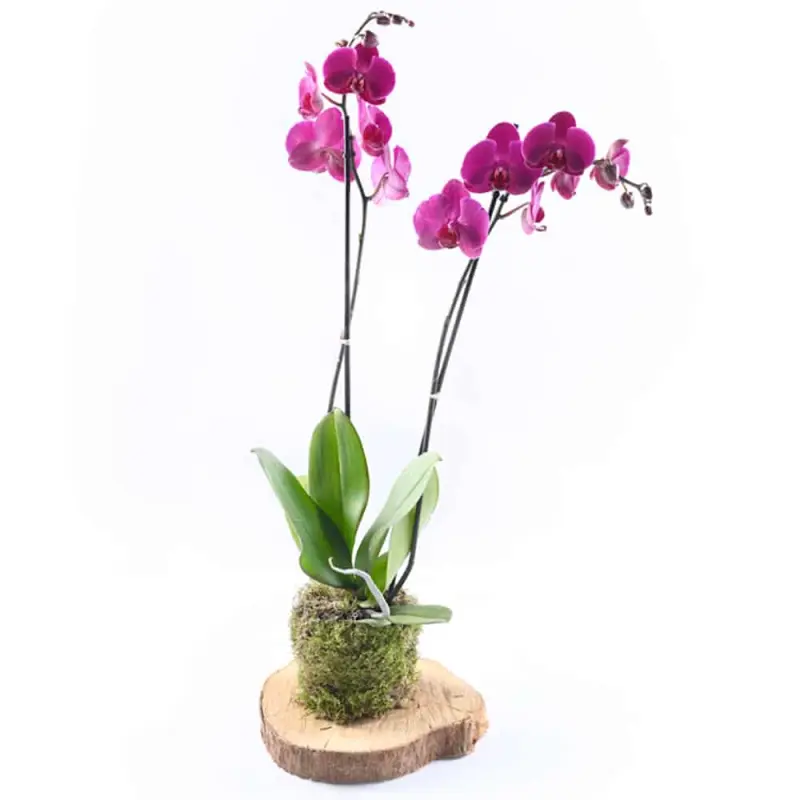 Wooden Orchid - Fushia