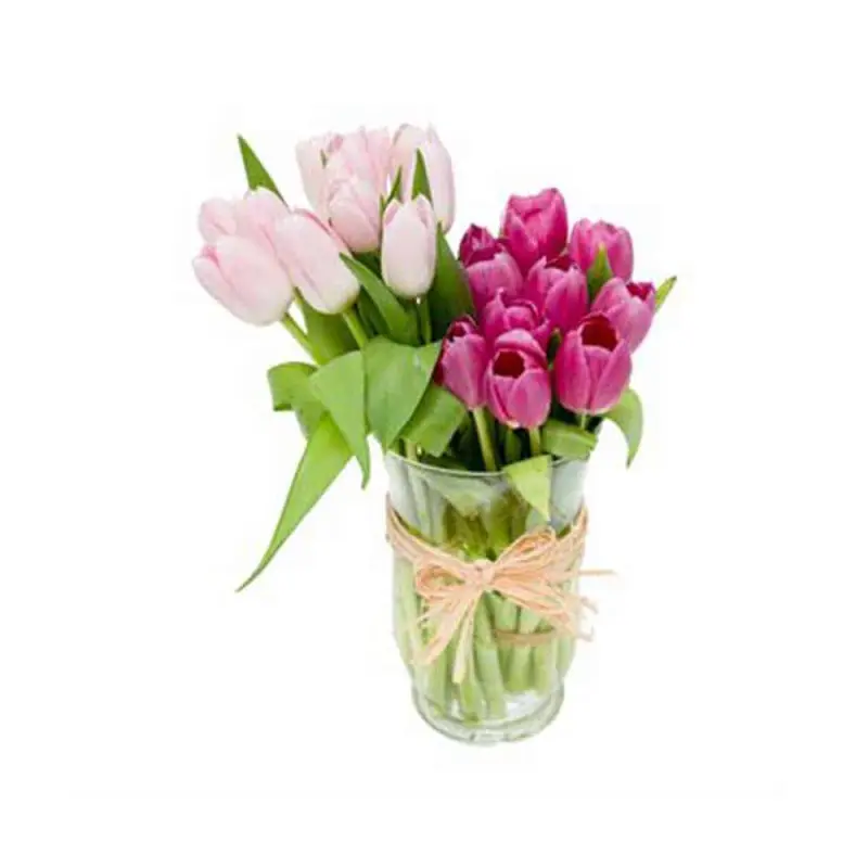 24 Tulip Melody