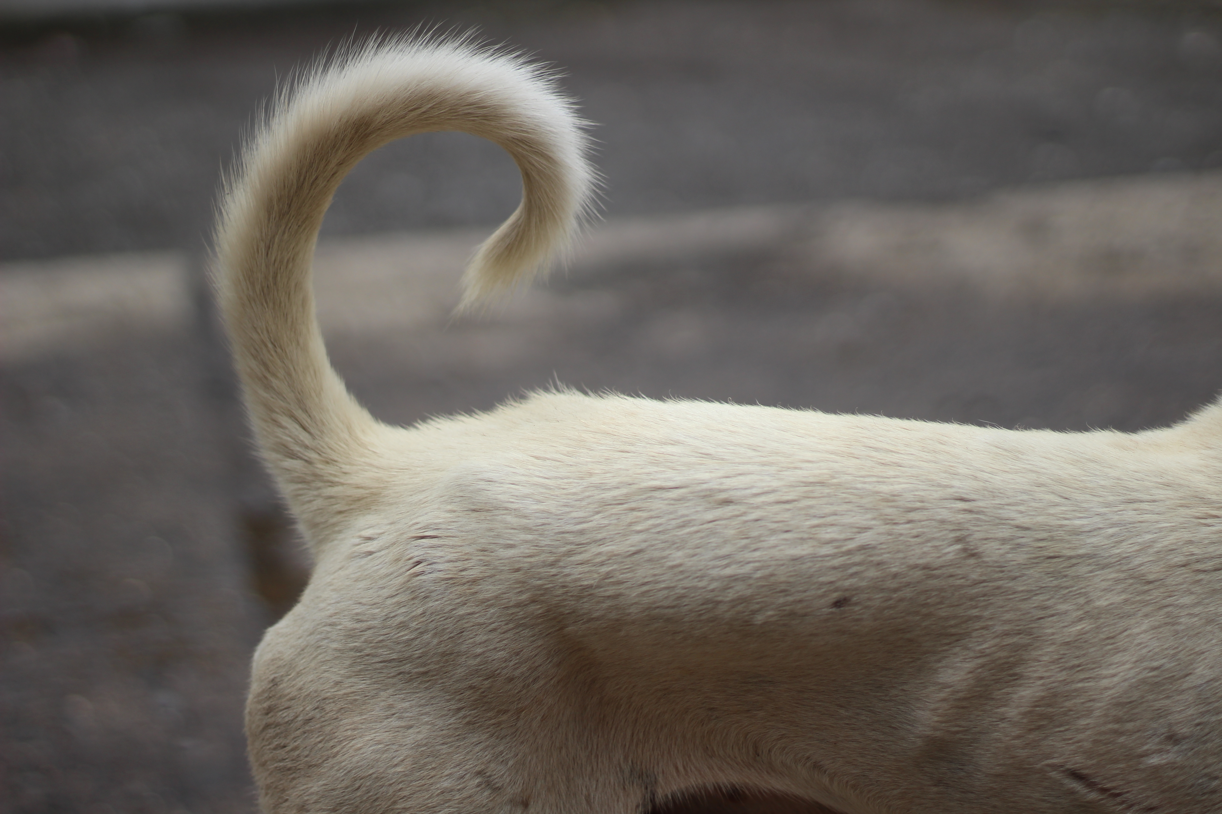 ¿Qué te dice su cola? Guía del lenguaje corporal perruno