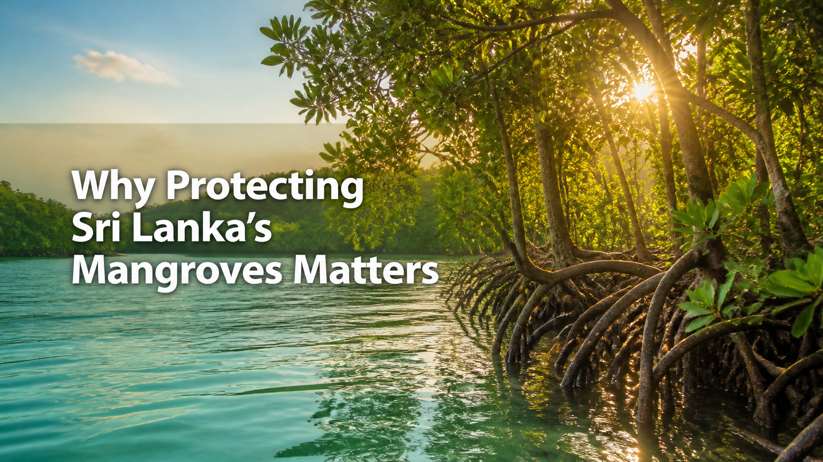 Why Protecting Sri Lanka’s Mangroves Matters