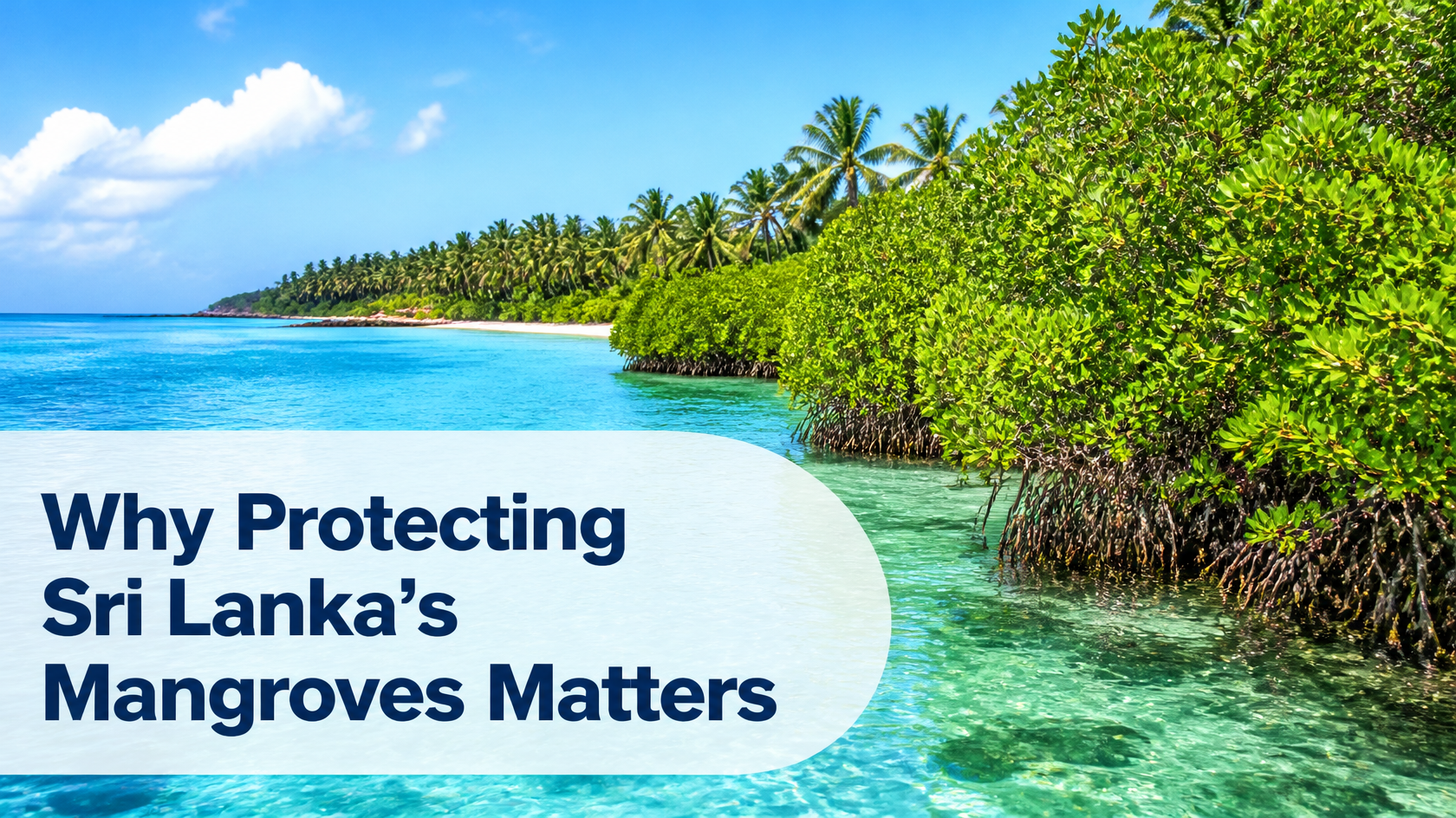 Why Protecting Sri Lanka’s Mangroves Matters - Gallery 2