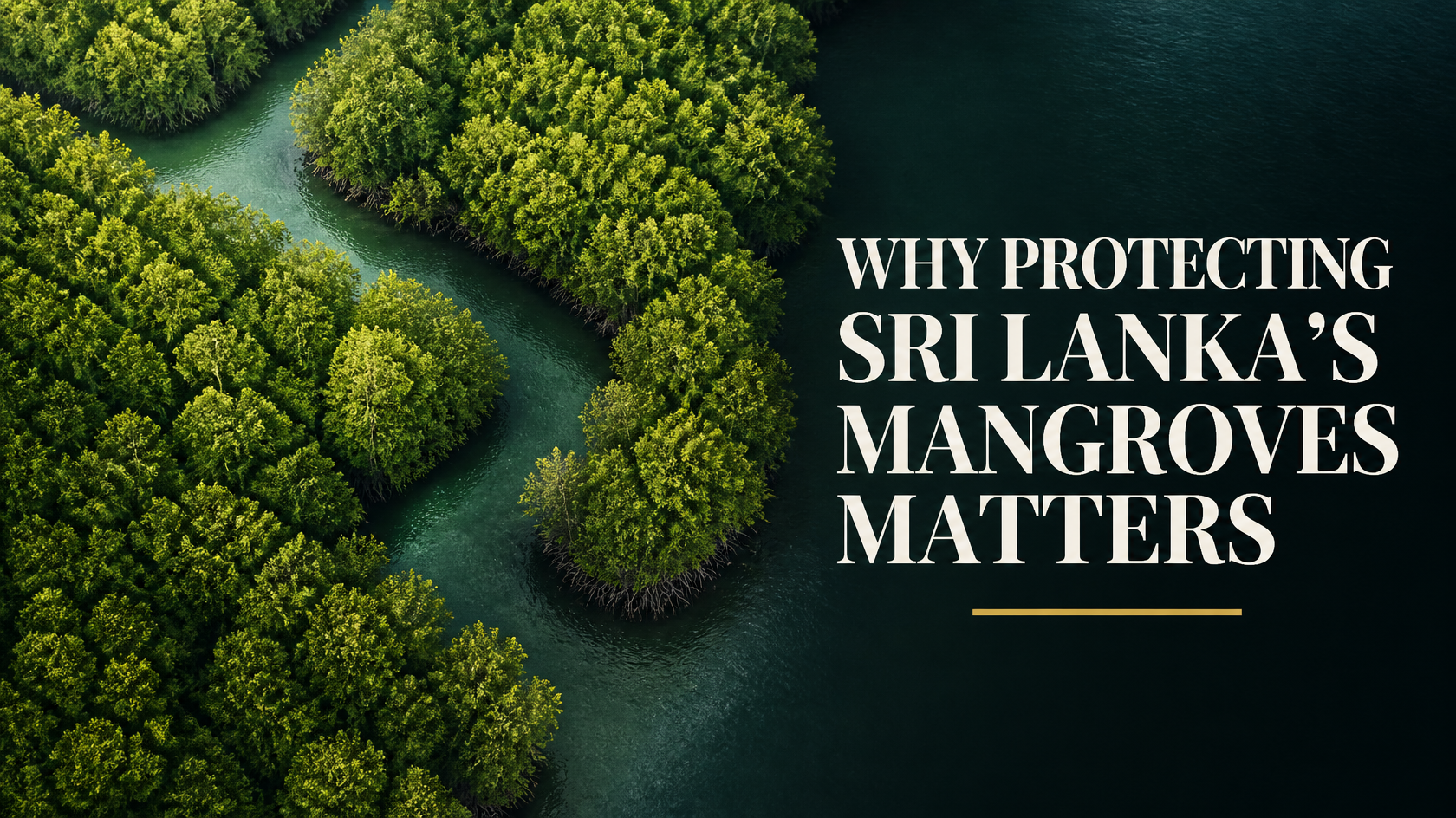 Why Protecting Sri Lanka’s Mangroves Matters - Gallery 1