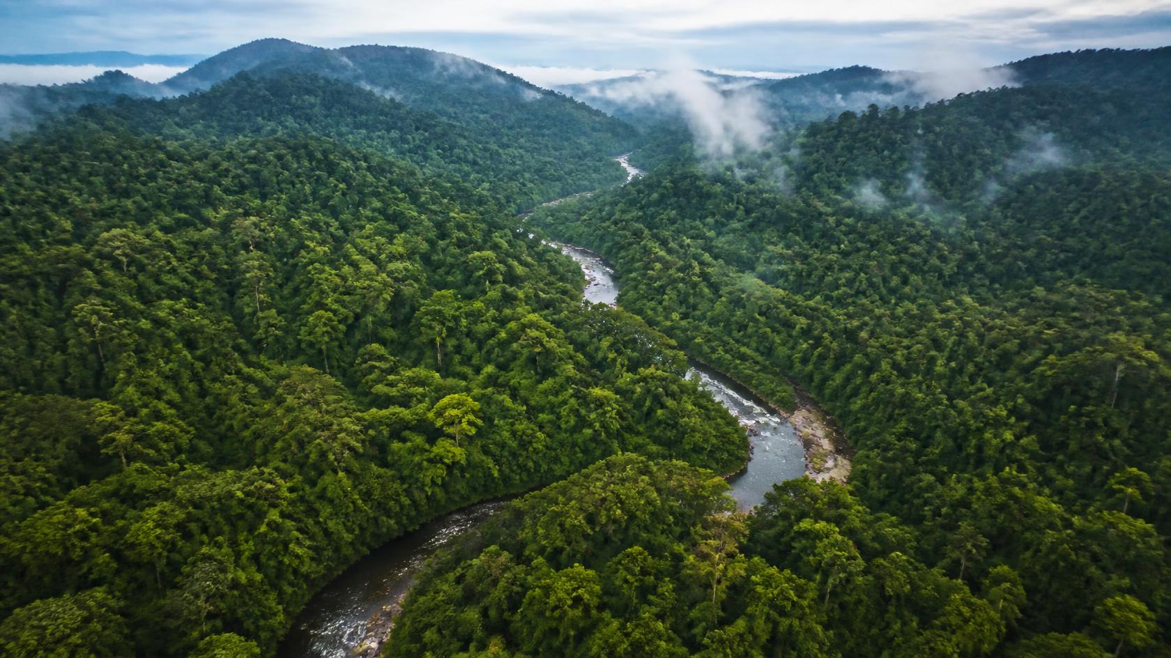 Sinharaja Forest Reserve: Sri Lanka’s Last Rainforest - Gallery 2