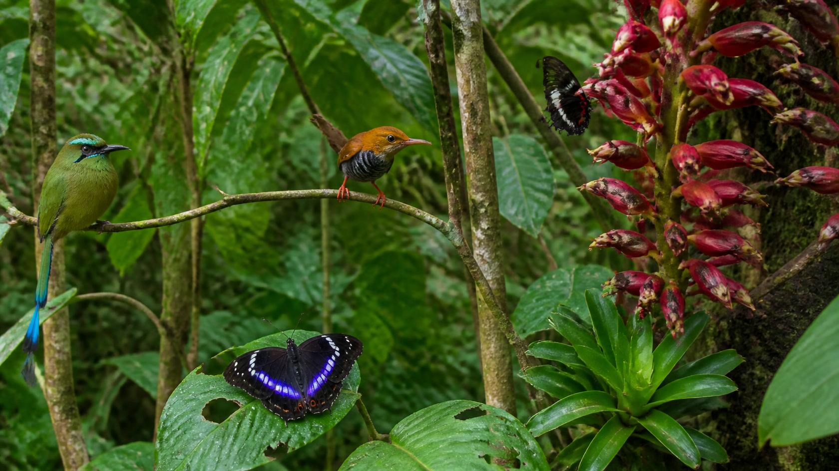 Sinharaja Forest Reserve: Sri Lanka’s Last Rainforest - Gallery 1