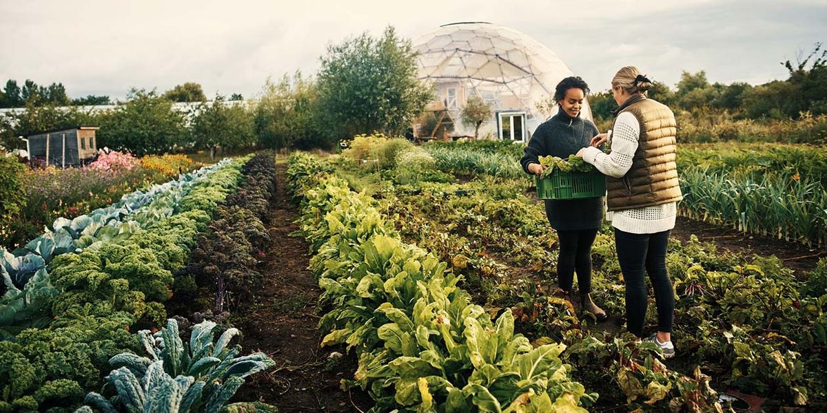 What Are Crops? A Comprehensive Guide to Agricultural Plants - Gallery 1