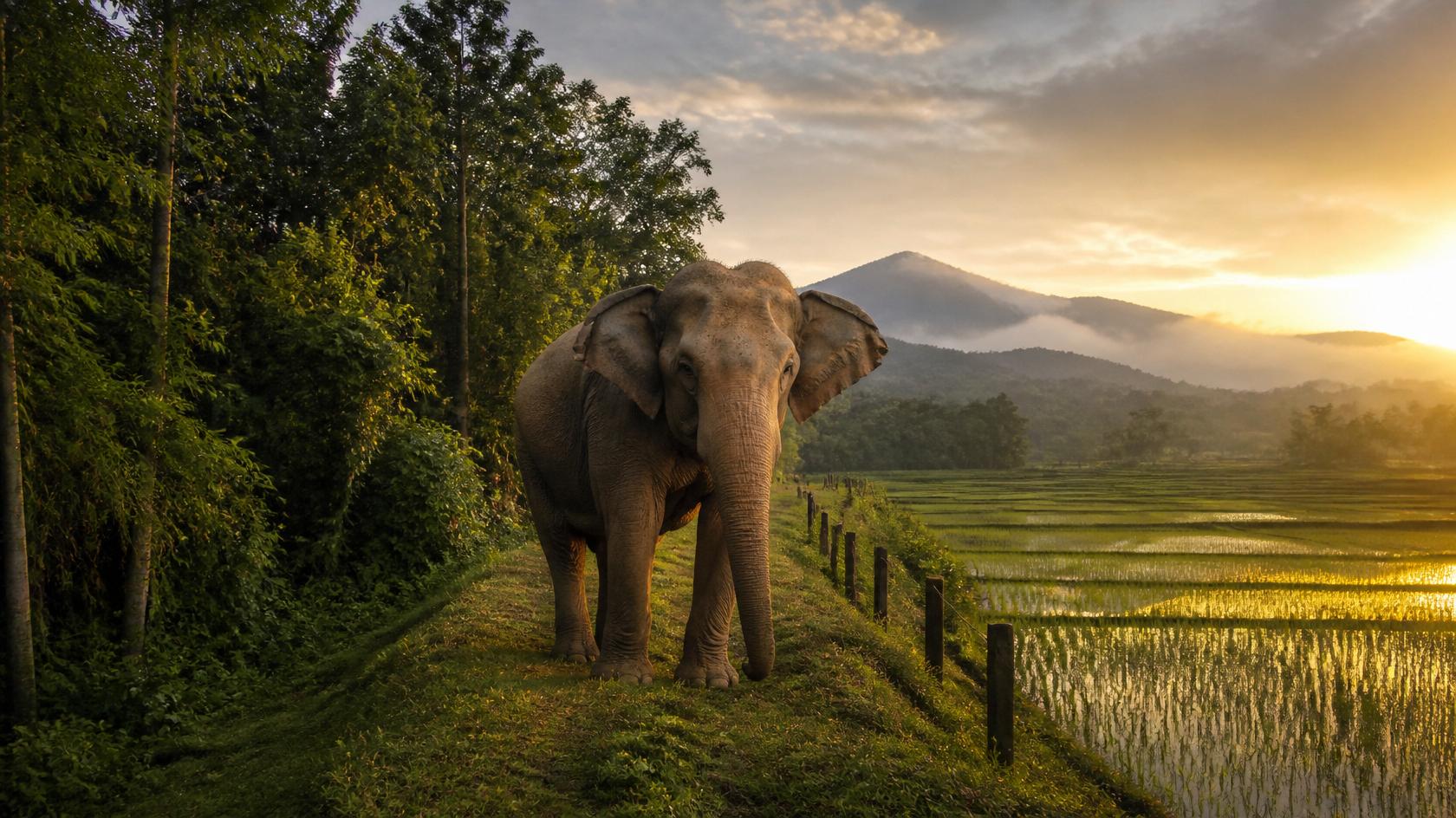 Human-Elephant Conflict in Sri Lanka: Causes and Solutions - Gallery 3