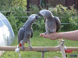  encantadores loros grises africanos   whatsapp +34605595658