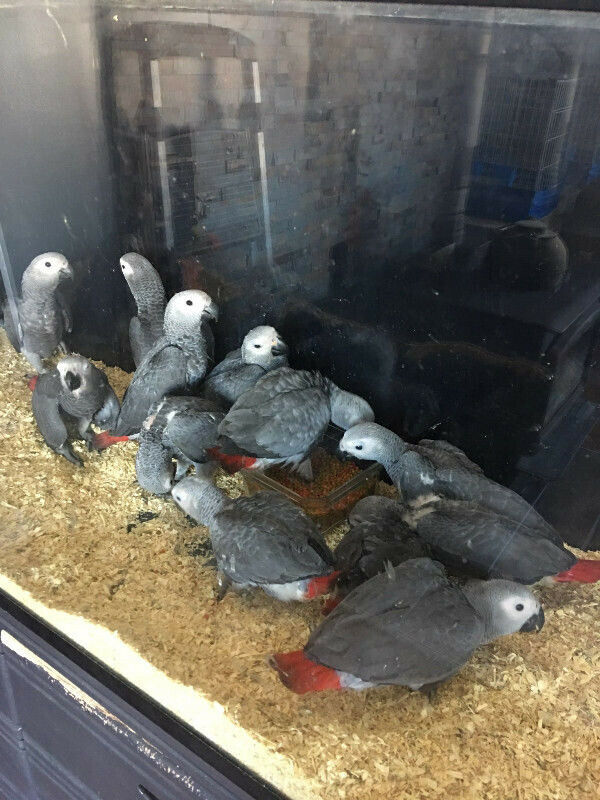  encantadores loros grises africanos   whatsapp +34605595658
