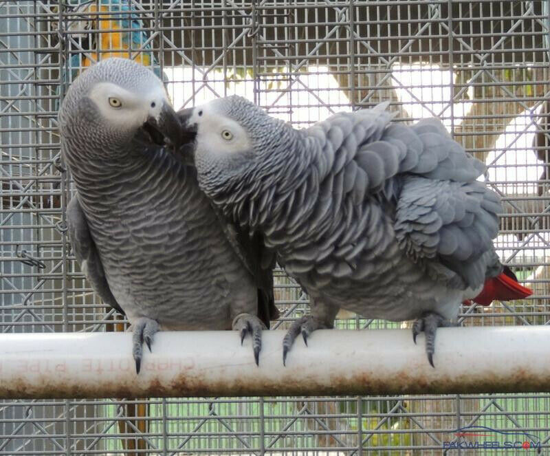  encantadores loros grises africanos   whatsapp +34605595658