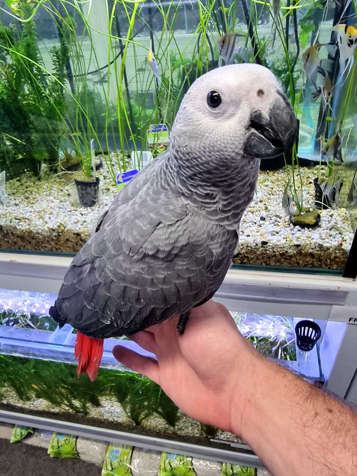  encantadores loros grises africanos   whatsapp +34605595658