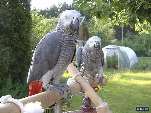  encantadores loros grises africanos   whatsapp +34605595658