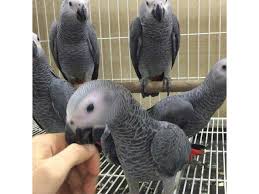  encantadores loros grises africanos   whatsapp +34605595658