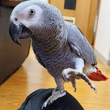  encantadores loros grises africanos   whatsapp +34605595658