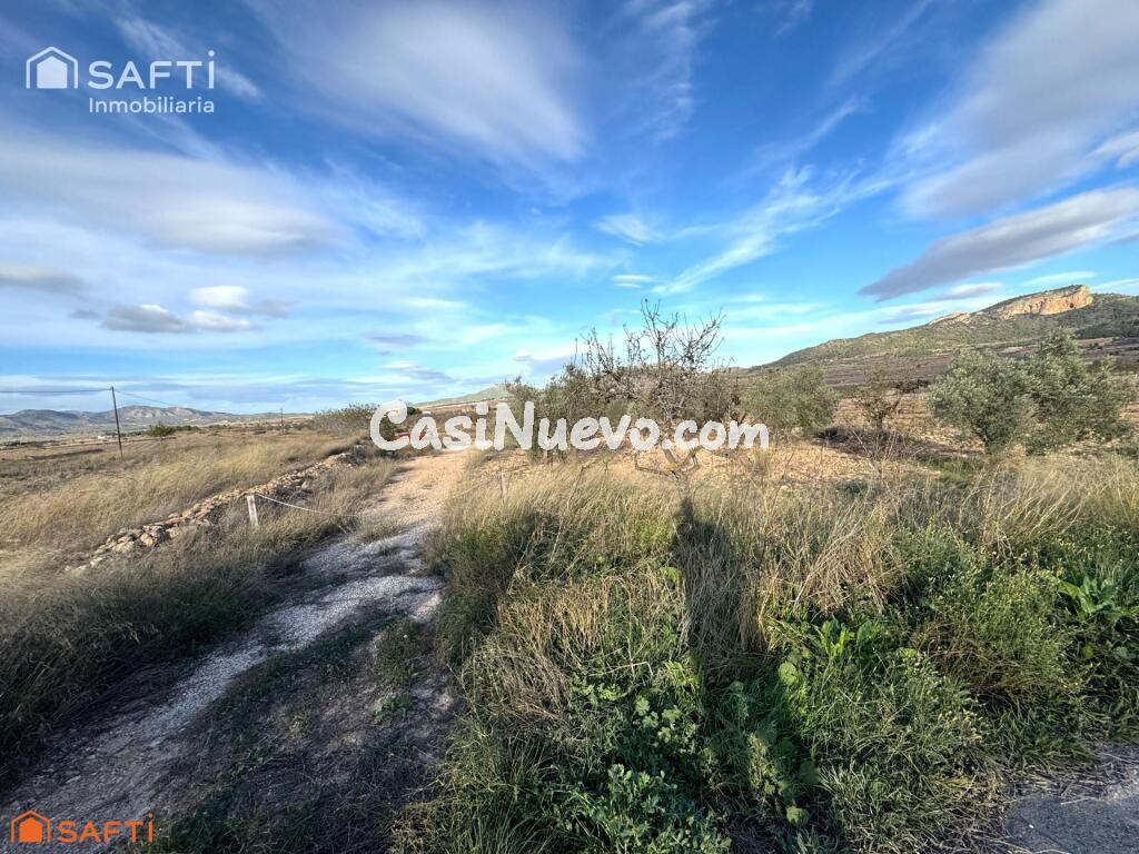 EXCLUSIVA OPORTUNIDAD – PARCELAS RÚSTICAS EN CASAS DE SANCHIS (MONOVAR)