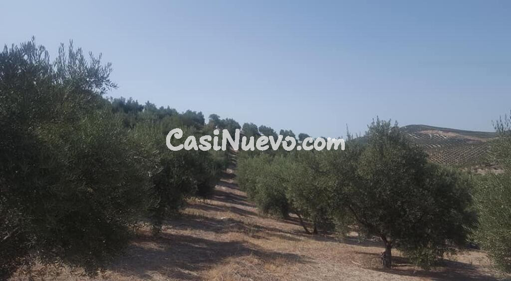Olivar de 170 olivas de riego en Quesada. SIN COMISIÓN DE COMPRA.