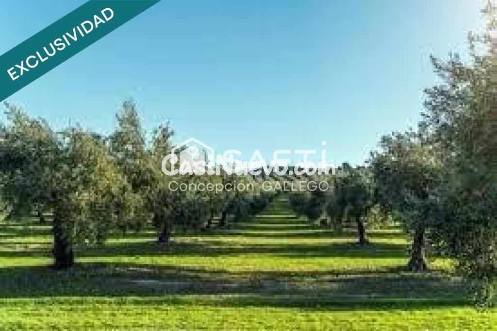 Terreno de Secano con Plantación de Olivos en Campo de Criptana