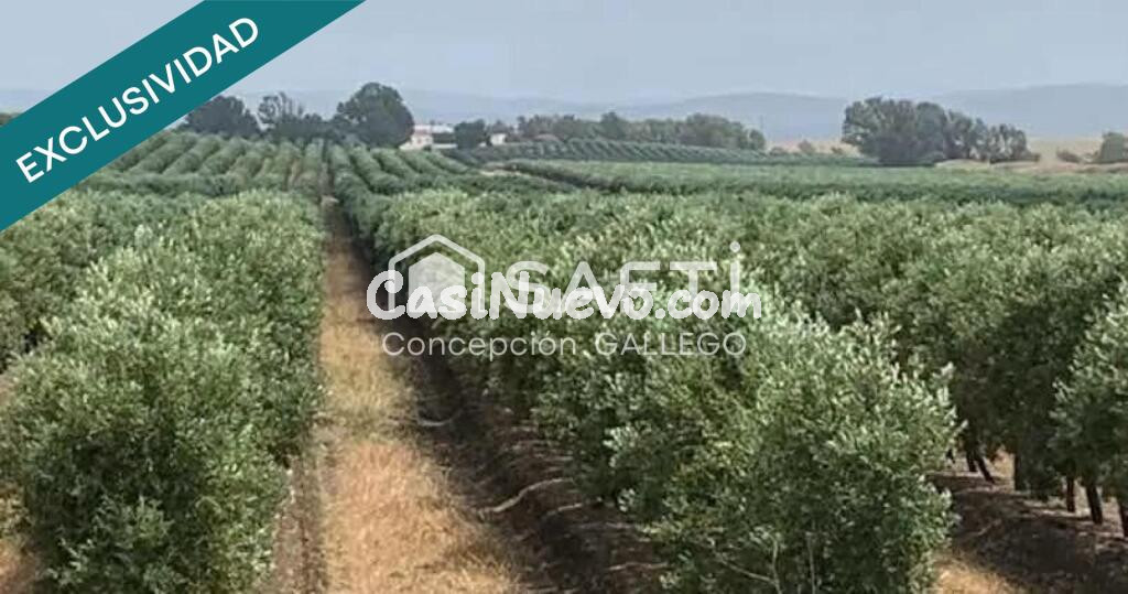 Terreno de Secano con Plantación de Olivos en Campo de Criptana