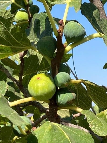 EN LOS MONTES DE MÁLAGA, SE ENCUENTRA A LA VENTA ESTA ATRACT - foto 4