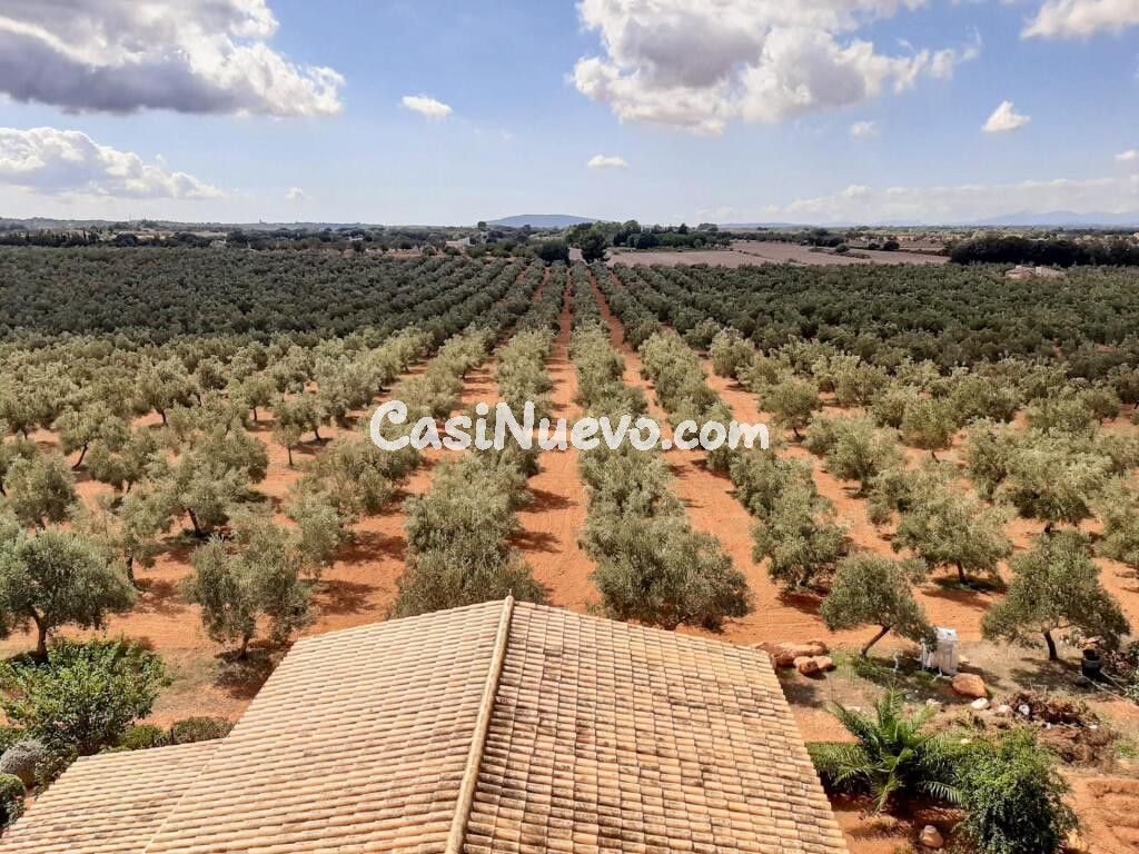 Tu negocio de aceite de oliva