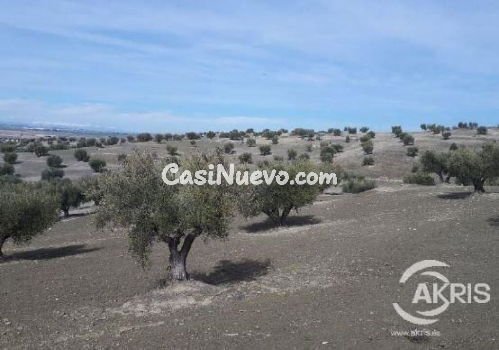 SUELO RUSTICO NO URBANIZABLE EN ALAMEDA DE LA SAGRA