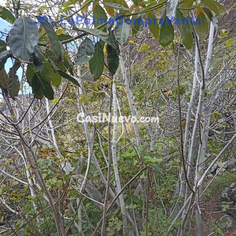 Casa de pueblo en Venta en Tijarafe Santa Cruz de Tenerife