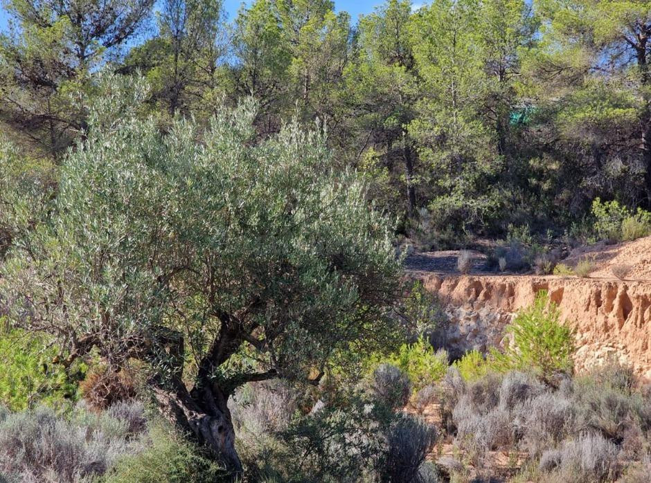 SE VENDE PARCELA / 27.000 MTS / FACIL ACCESO / TIBI