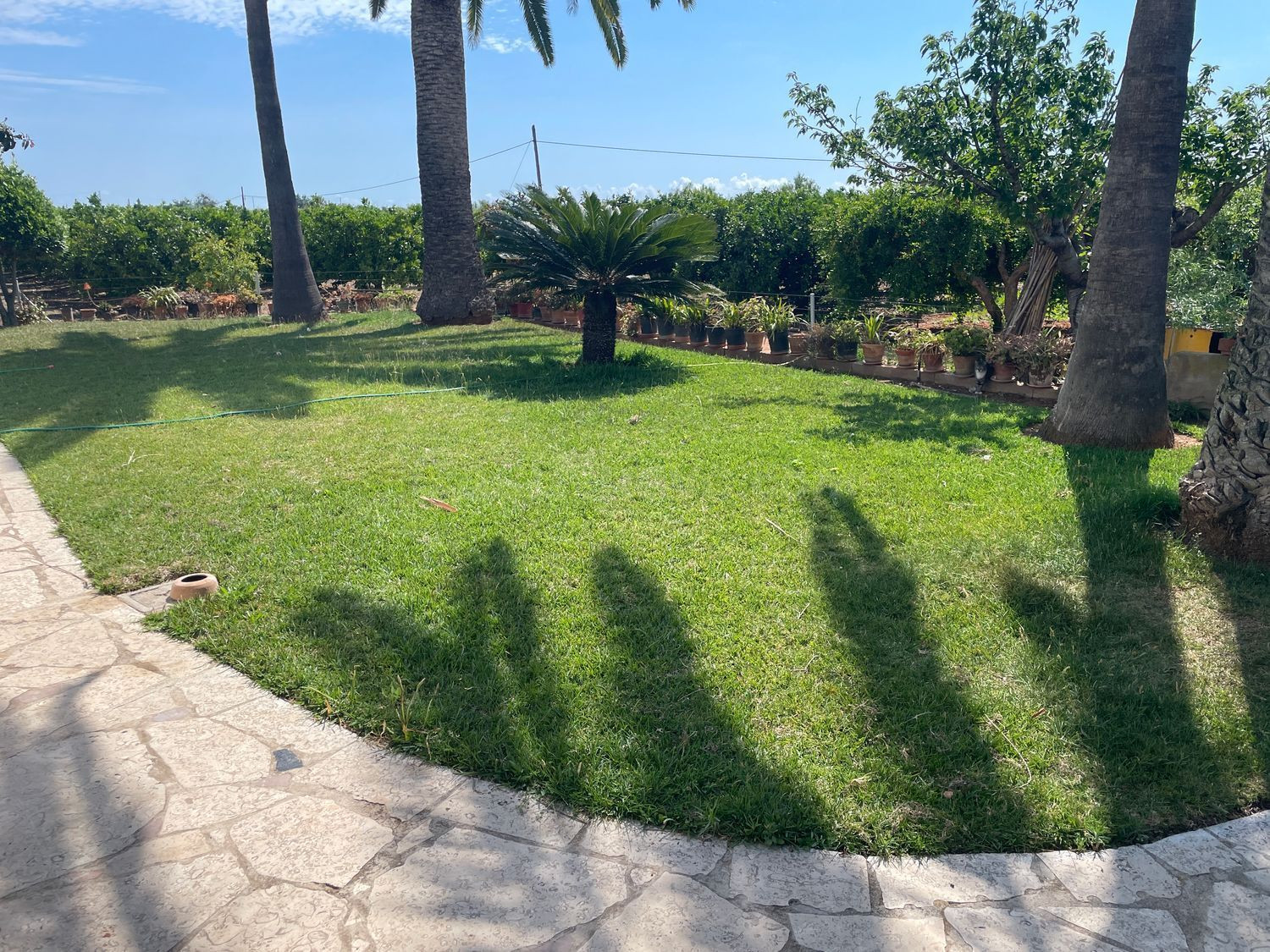 Terreno de 16.000 m2 con casa y cultivo de naranjos y olivos - foto 2