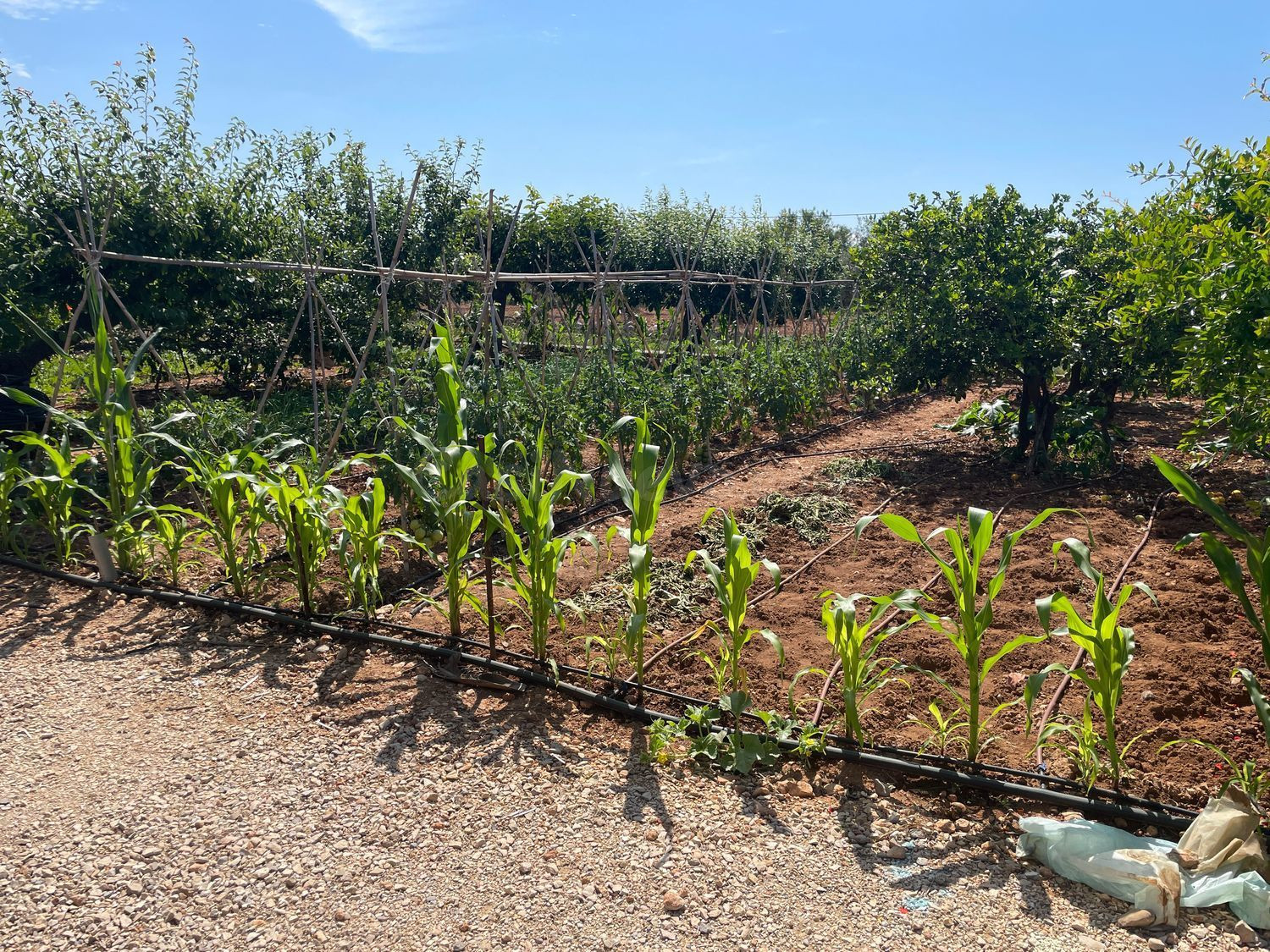 Terreno de 16.000 m2 con casa y cultivo de naranjos y olivos - foto 3