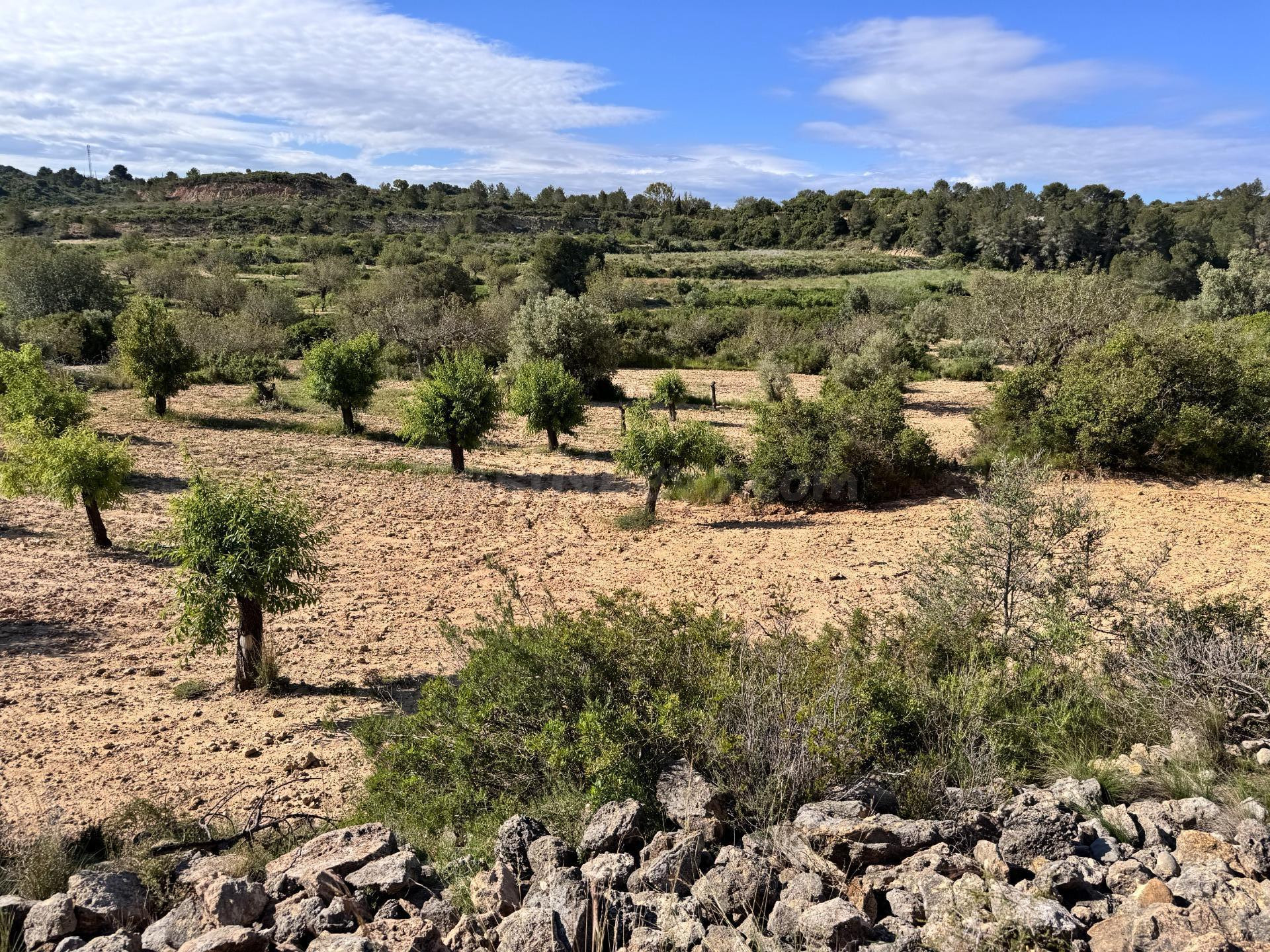 Finca rústica de 60.757m2 con algarrobos y almendros – Ideal para producción agrícola o huerto solar - foto 3